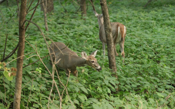 Картинка животные олени