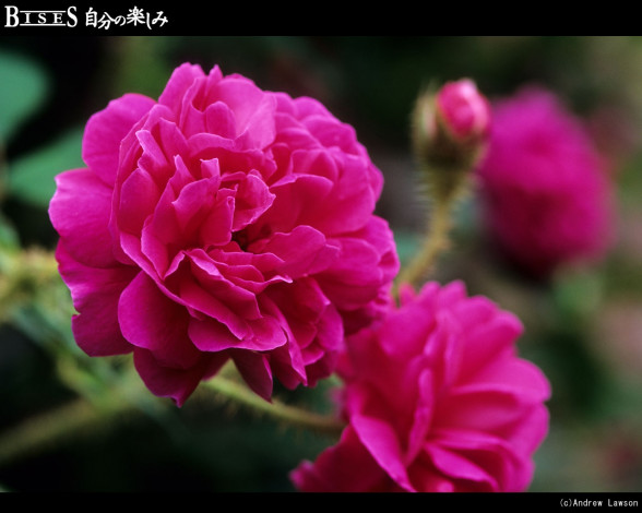 Обои картинки фото цветы, розы