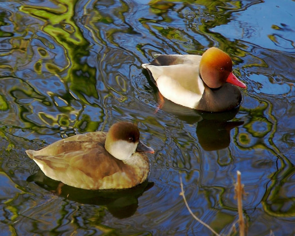 Обои картинки фото животные, утки