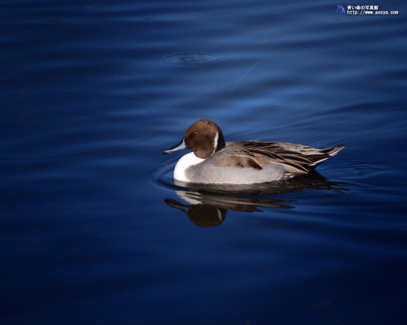 Обои картинки фото животные, утки