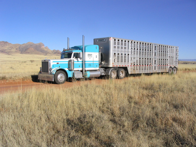 Обои картинки фото автомобили, peterbilt