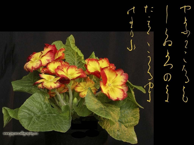 Обои картинки фото цветы, примулы, примула