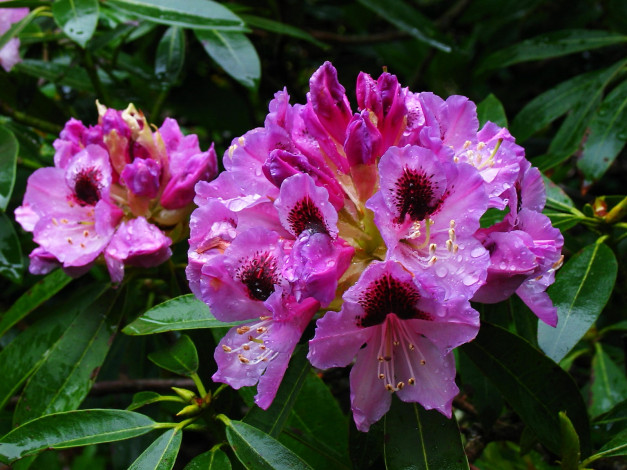 Обои картинки фото цветы, рододендроны, азалии