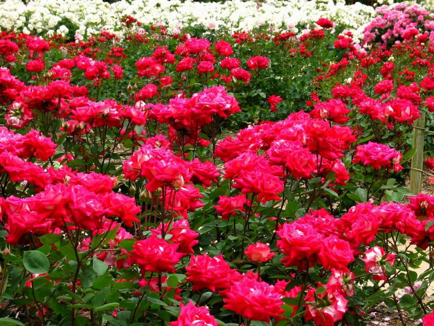 Обои картинки фото цветы, розы