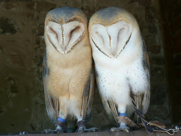 Обои картинки фото животные, совы