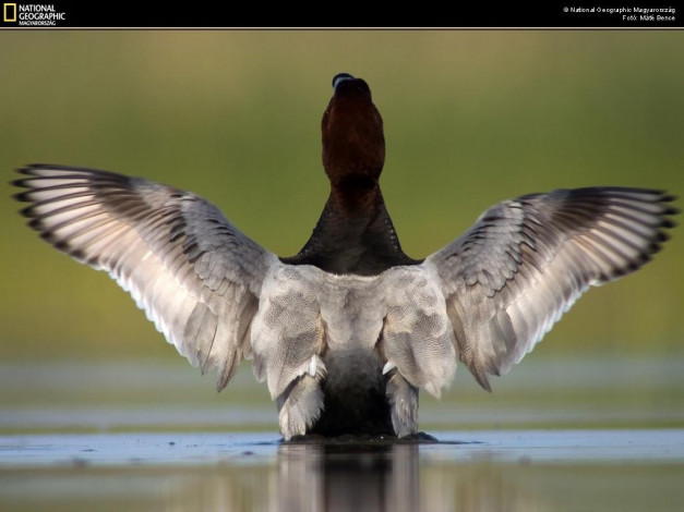 Обои картинки фото животные, утки