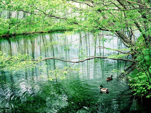 Обои картинки фото животные, утки