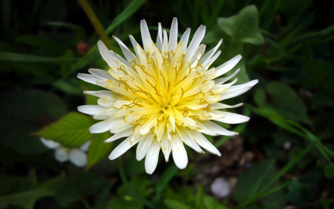 Обои картинки фото цветы