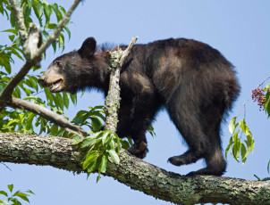 Картинка животные медведи bear