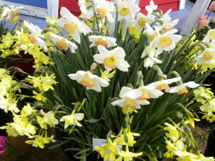 Картинка цветы нарциссы