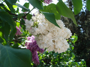 Картинка цветы сирень белый