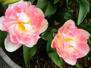 Картинка цветы тюльпаны