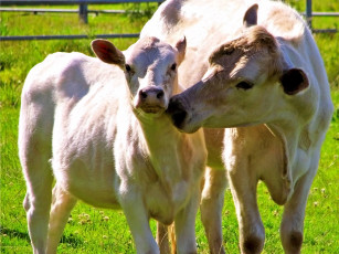 Картинка животные коровы буйволы теленок корова