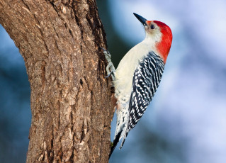 Картинка животные дятлы шапочка пестрый
