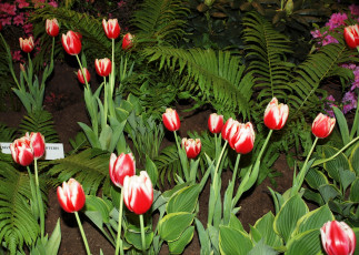 Картинка цветы тюльпаны