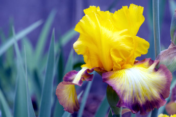 Картинка цветы ирисы лепестки