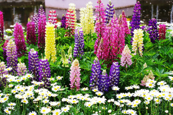 Картинка цветы разные вместе лепестки лето