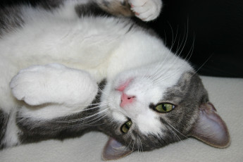 Картинка животные коты кошка