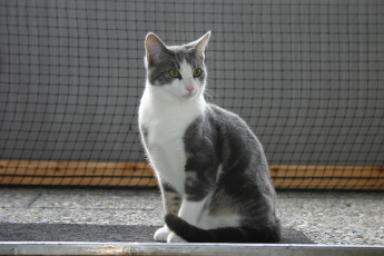 обоя животные, коты, кошка