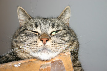 Картинка животные коты котяра