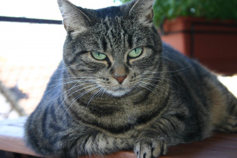 Картинка животные коты котяра