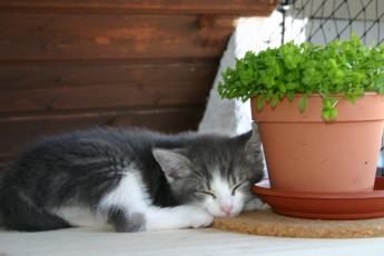 обоя животные, коты, котёнок