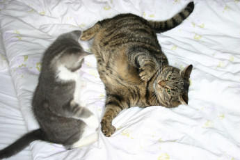 Картинка животные коты котёнок кошка