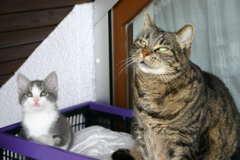 Картинка животные коты котёнок кошка