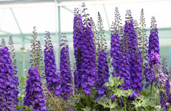 Картинка цветы дельфиниум высокий фиолетовый