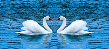 Картинка животные лебеди пара лебедей