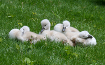 Картинка животные лебеди пушистый малыши