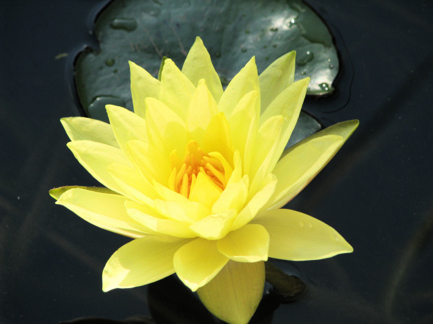 Обои картинки фото цветы, лилии, водяные, нимфеи, кувшинки, листва, ветки, стволы, деревья