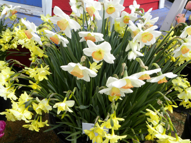 Обои картинки фото цветы, нарциссы