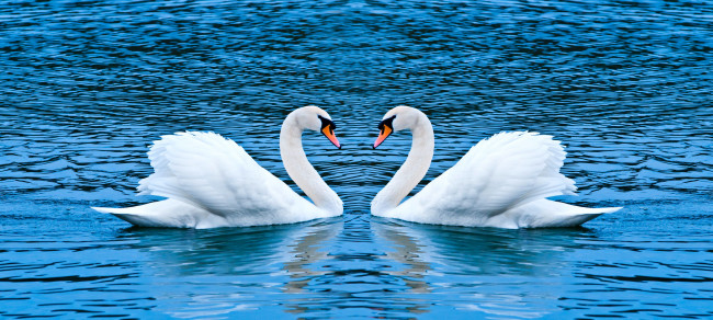 Обои картинки фото животные, лебеди, пара, лебедей