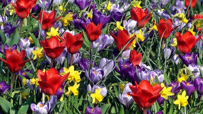Обои картинки фото цветы, разные, вместе, тюльпаны