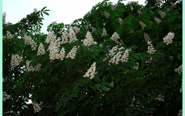 Обои картинки фото цветы, цветущие, деревья, кустарники, каштан