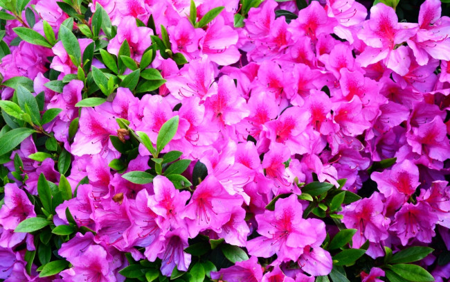 Обои картинки фото цветы, рододендроны, азалии, розовый