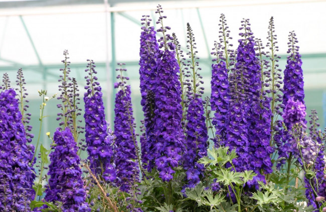 Обои картинки фото цветы, дельфиниум, высокий, фиолетовый
