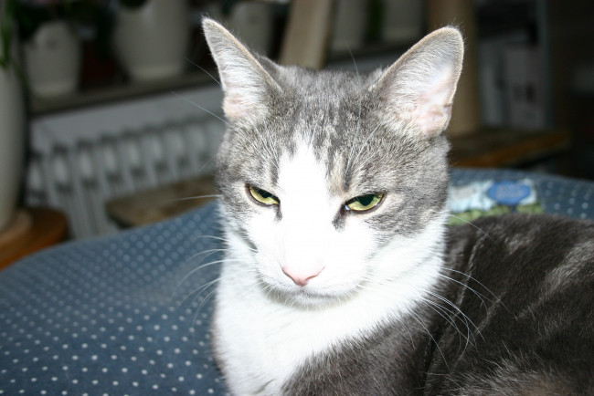 Обои картинки фото животные, коты, кошка