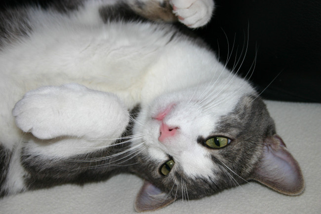 Обои картинки фото животные, коты, кошка