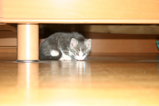 Обои картинки фото животные, коты, котёнок