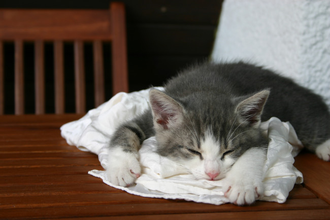 Обои картинки фото животные, коты, котёнок