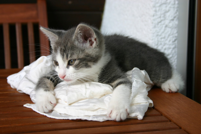 Обои картинки фото животные, коты, котёнок