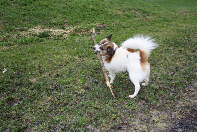 Обои картинки фото животные, собаки, палка, dog