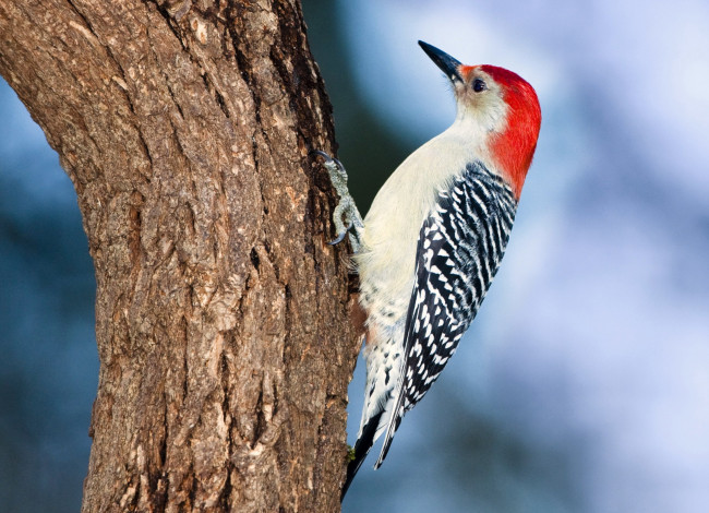 Обои картинки фото животные, дятлы, шапочка, пестрый