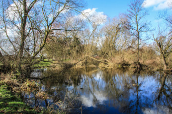 Картинка природа реки озера озеро лес