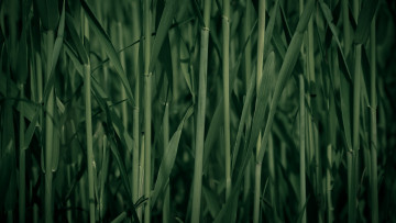 Картинка природа макро тростник