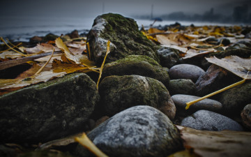 Картинка природа листья желтые осень мох булыжники камни