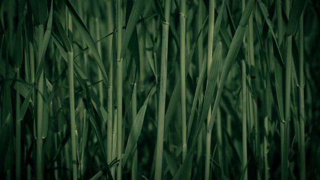 Обои картинки фото природа, макро, тростник