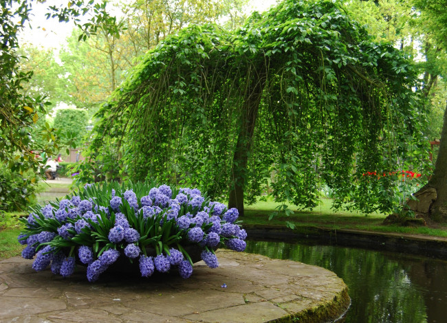 Обои картинки фото природа, парк, гиацинты, дерево